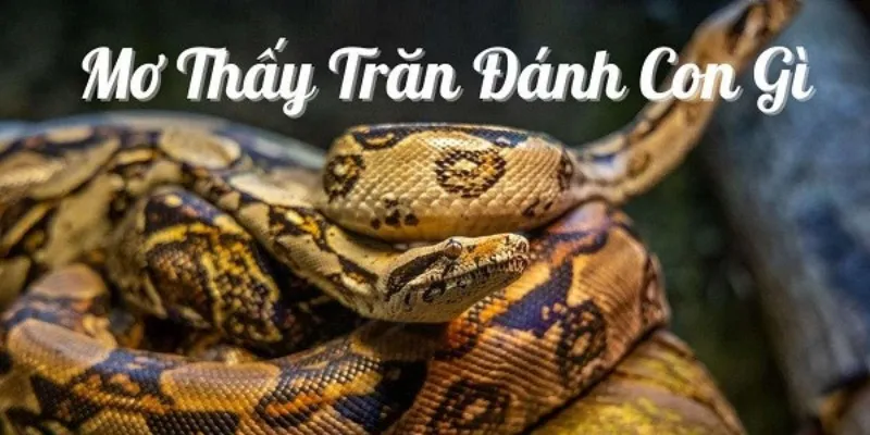 Nằm mơ thấy trăn đánh con gì? Nằm mơ thấy trăn đánh con gì?