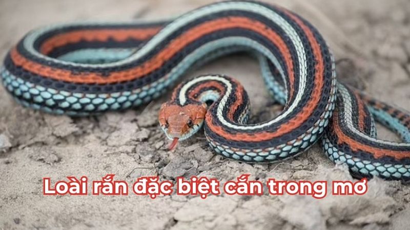 Nằm mơ thấy rắn cắn đánh số gì - Loài rắn đặc biệt Nằm mơ thấy rắn cắn đánh số gì - Loài rắn đặc biệt