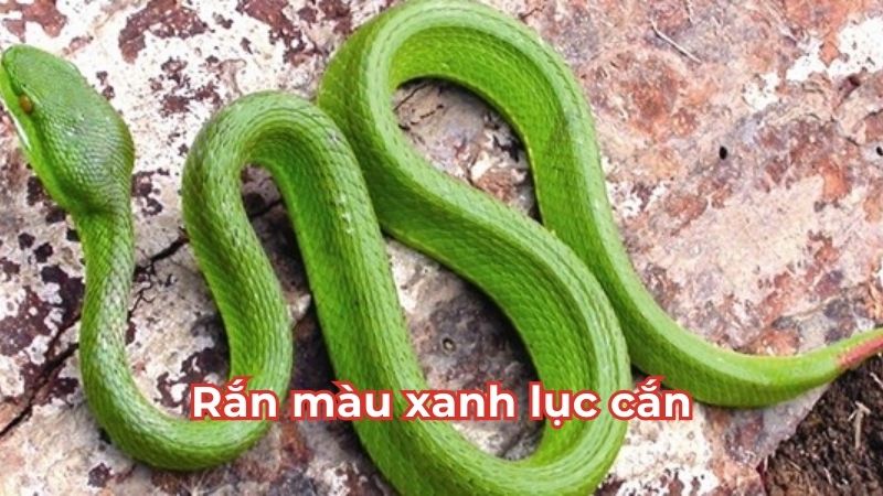 Rắn màu xanh lục cắn đánh số gì? Rắn màu xanh lục cắn đánh số gì?