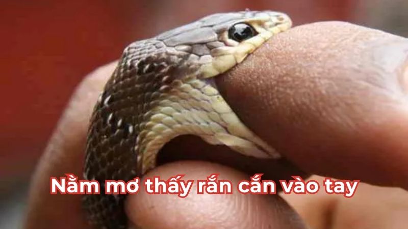Nằm mơ thấy rắn cắn đánh số gì - Cắn vào tay Nằm mơ thấy rắn cắn đánh số gì - Cắn vào tay